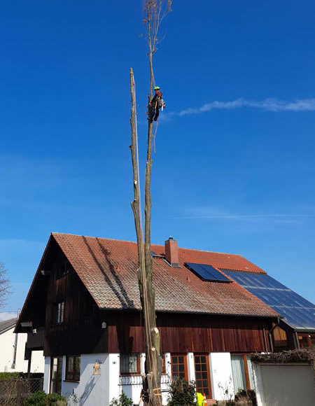 baumfaellung-mainz-meisterbaum baumfaellung-mainz-meisterbaum