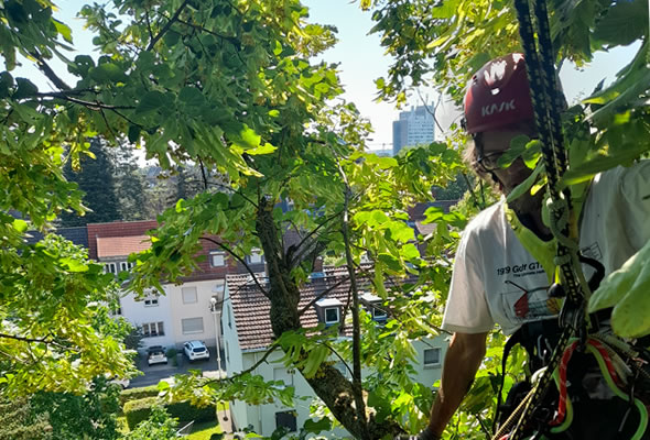 igelheim-baumpflege-angebot