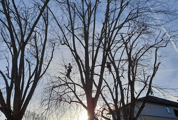 igelheim-baumpflege-preis