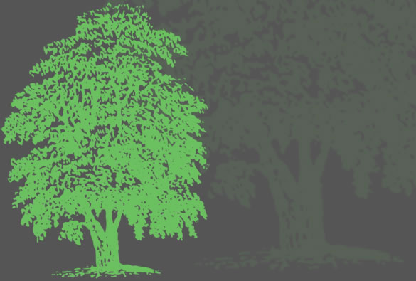 meisterbaum-igelheim