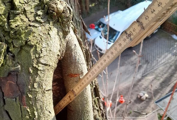 wiesbaden-baumpflege-baumdiagnose wiesbaden-baumpflege-baumdiagnose