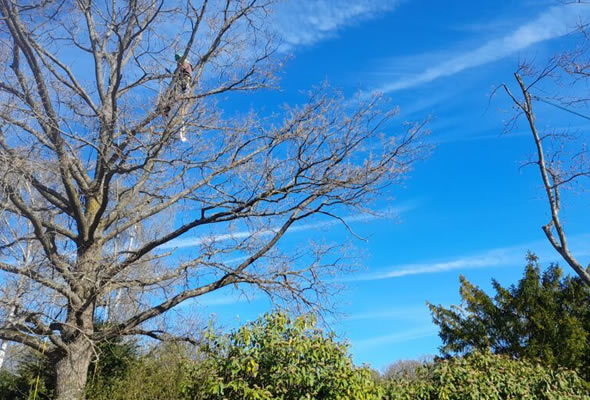 wiesbaden-baumpflege-in-der-naehe-wiesbaden wiesbaden-baumpflege-in-der-naehe-wiesbaden