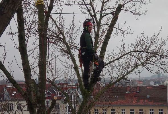 wiesbaden-baumpflege-kosten wiesbaden-baumpflege-kosten